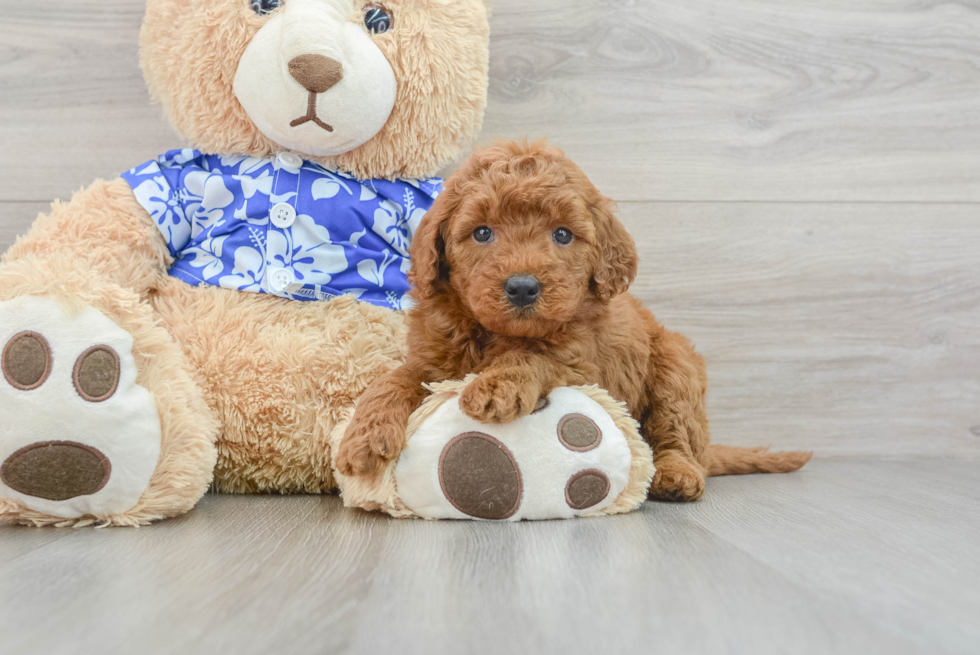 Adorable Golden Retriever Poodle Mix Poodle Mix Puppy