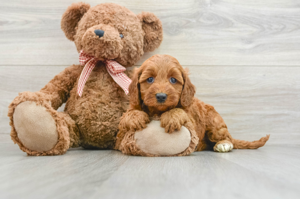 6 week old Mini Goldendoodle Puppy For Sale - Simply Southern Pups