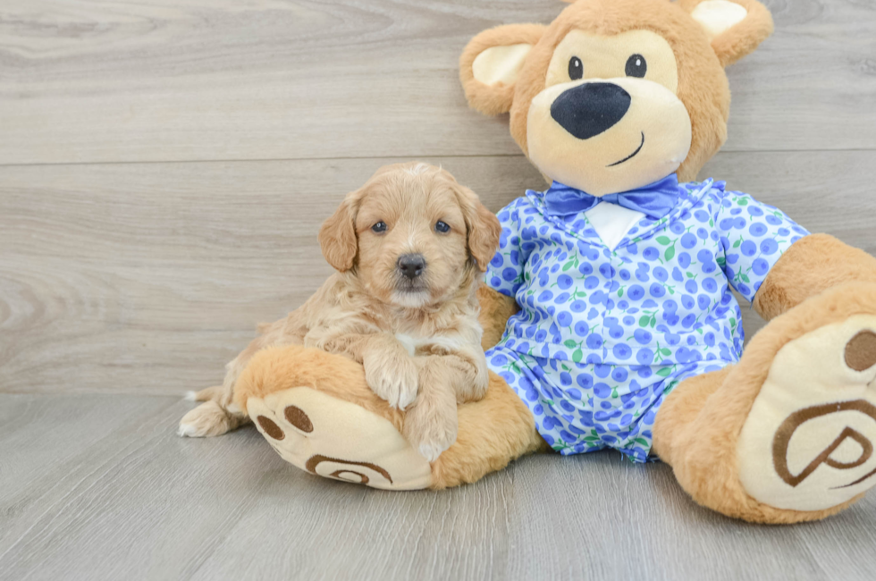 6 week old Mini Goldendoodle Puppy For Sale - Simply Southern Pups