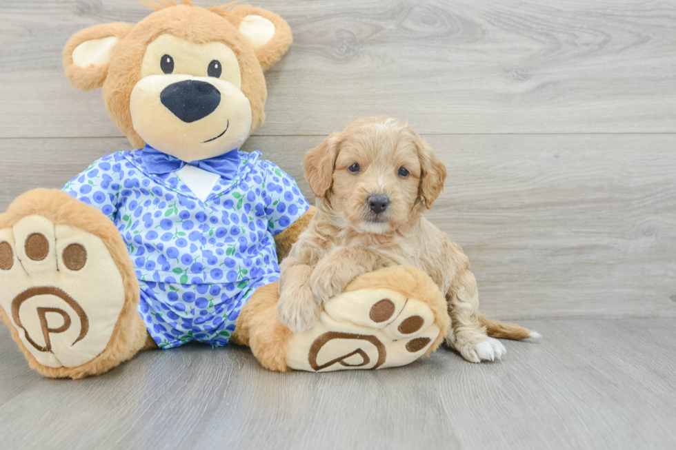 Mini Goldendoodle Pup Being Cute