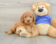 7 week old Mini Goldendoodle Puppy For Sale - Simply Southern Pups
