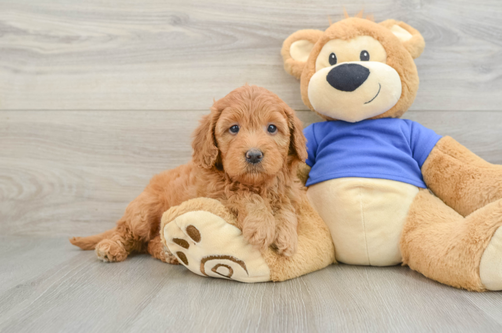 6 week old Mini Goldendoodle Puppy For Sale - Simply Southern Pups
