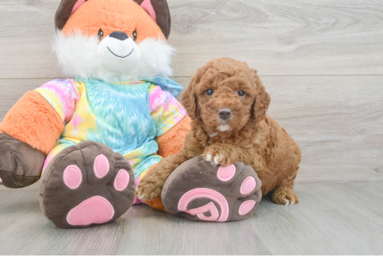 Fluffy Mini Goldendoodle Poodle Mix Pup