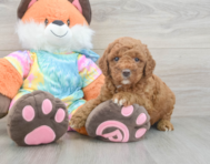7 week old Mini Goldendoodle Puppy For Sale - Simply Southern Pups