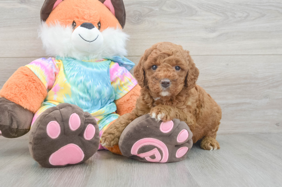5 week old Mini Goldendoodle Puppy For Sale - Simply Southern Pups