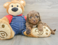 9 week old Mini Goldendoodle Puppy For Sale - Simply Southern Pups