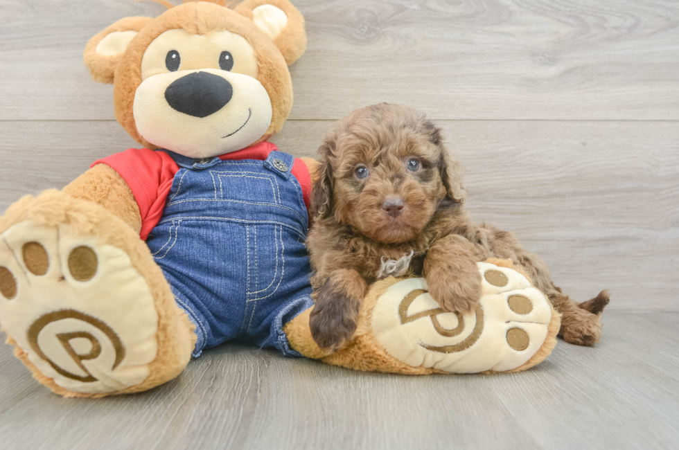 5 week old Mini Goldendoodle Puppy For Sale - Simply Southern Pups