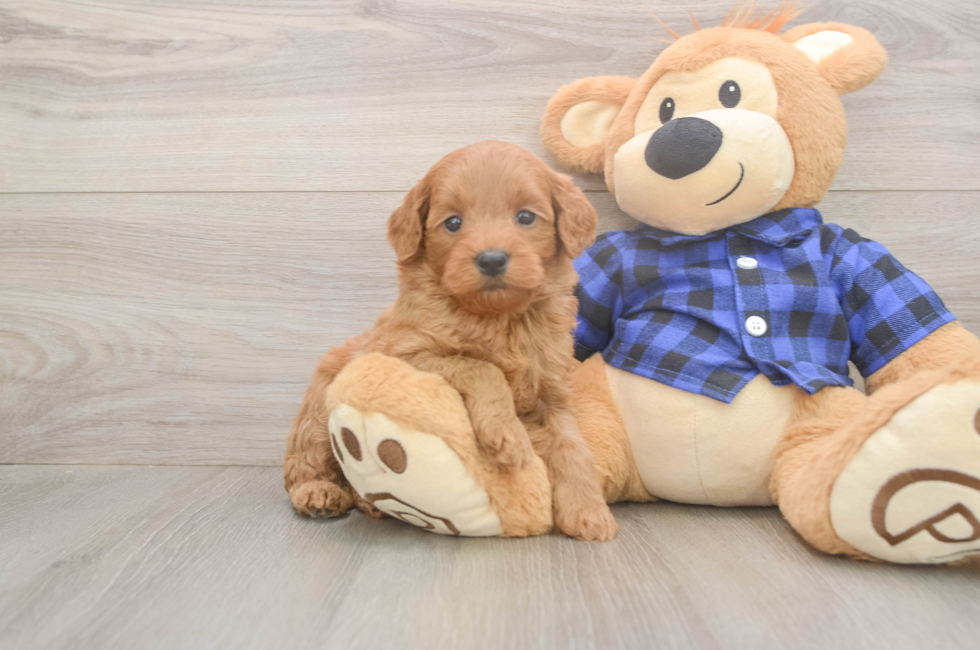 5 week old Mini Goldendoodle Puppy For Sale - Simply Southern Pups