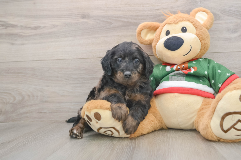 5 week old Mini Goldendoodle Puppy For Sale - Simply Southern Pups