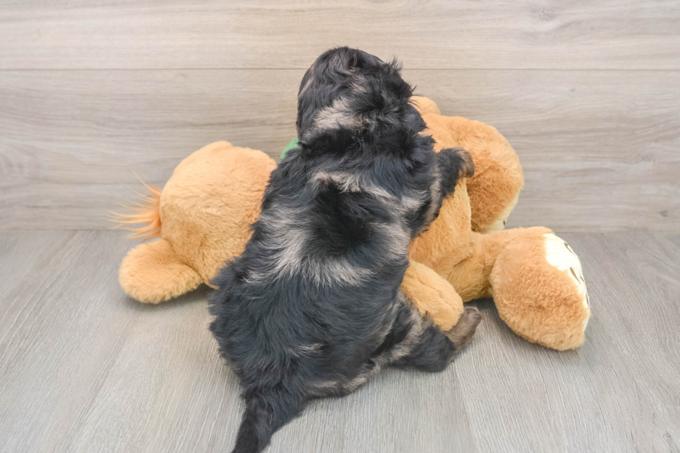 Mini Goldendoodle Puppy for Adoption