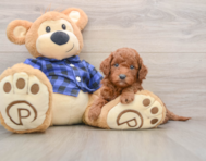 7 week old Mini Goldendoodle Puppy For Sale - Simply Southern Pups