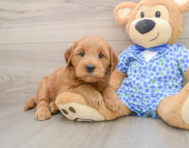 6 week old Mini Goldendoodle Puppy For Sale - Simply Southern Pups