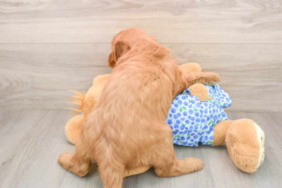 Best Mini Goldendoodle Baby