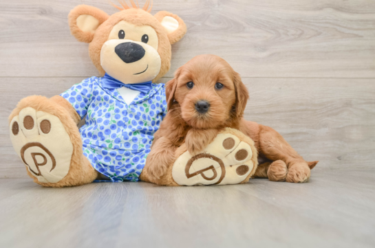 Funny Mini Goldendoodle Poodle Mix Pup