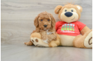 Best Mini Goldendoodle Baby