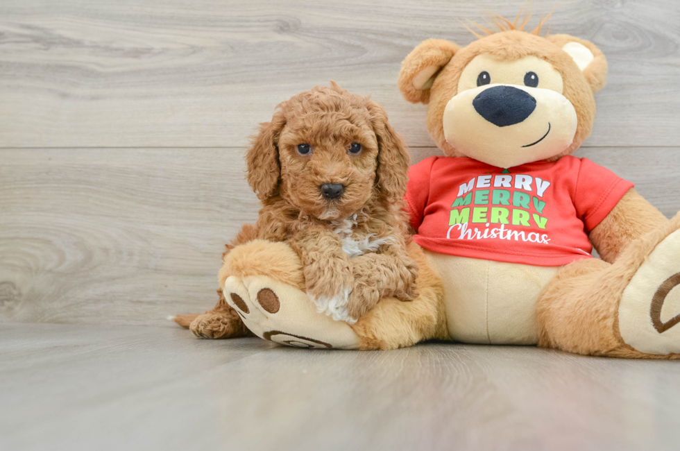 5 week old Mini Goldendoodle Puppy For Sale - Simply Southern Pups