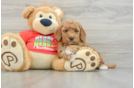 Mini Goldendoodle Puppy for Adoption