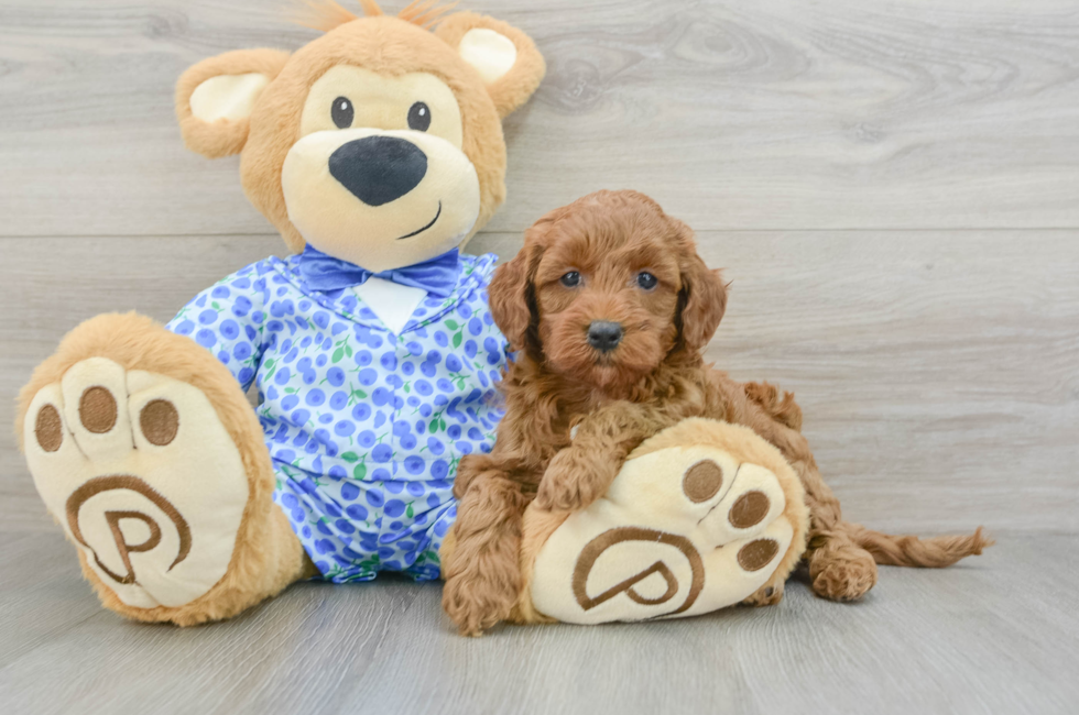 7 week old Mini Goldendoodle Puppy For Sale - Simply Southern Pups