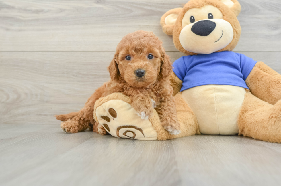 6 week old Mini Goldendoodle Puppy For Sale - Simply Southern Pups