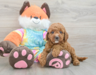 7 week old Mini Goldendoodle Puppy For Sale - Simply Southern Pups