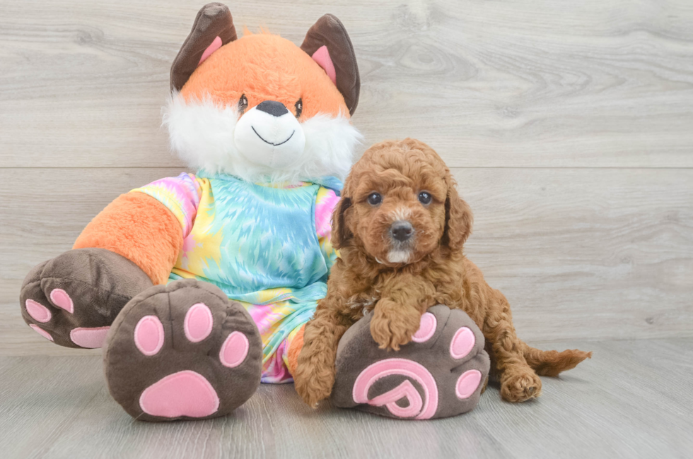 5 week old Mini Goldendoodle Puppy For Sale - Simply Southern Pups
