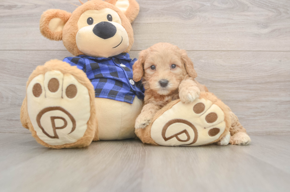 5 week old Mini Goldendoodle Puppy For Sale - Simply Southern Pups