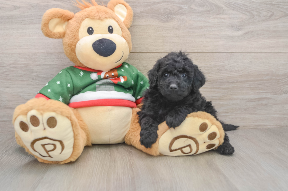 5 week old Mini Goldendoodle Puppy For Sale - Simply Southern Pups