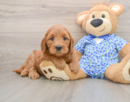 6 week old Mini Goldendoodle Puppy For Sale - Simply Southern Pups