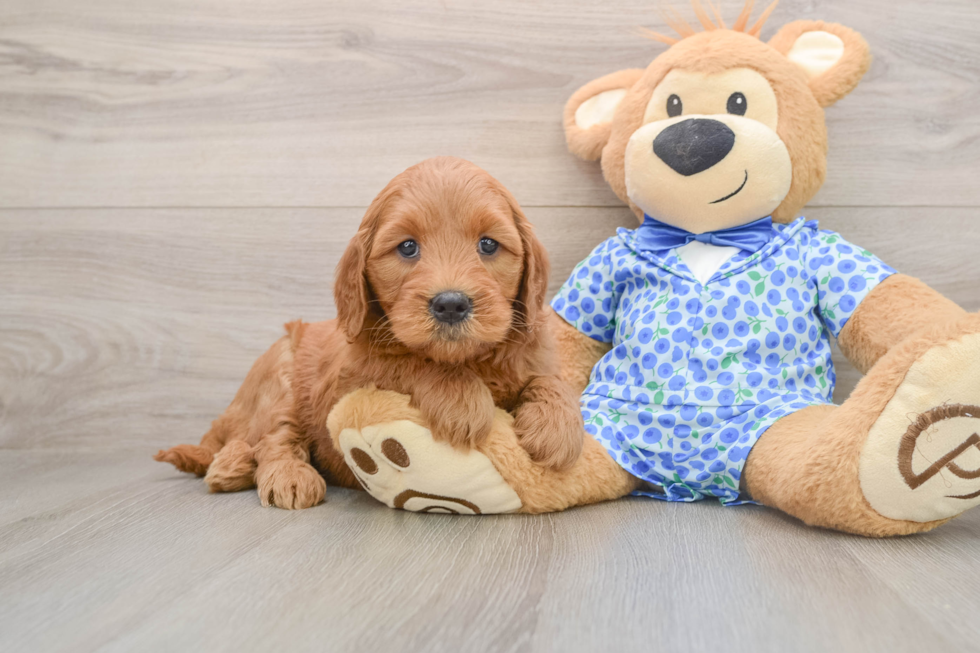 Mini Goldendoodle Puppy for Adoption
