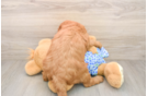 Little Mini Goldenpoo Poodle Mix Puppy