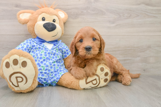Mini Goldendoodle Puppy for Adoption