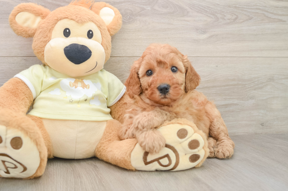 Funny Mini Goldendoodle Poodle Mix Pup