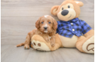 Happy Mini Goldendoodle Baby