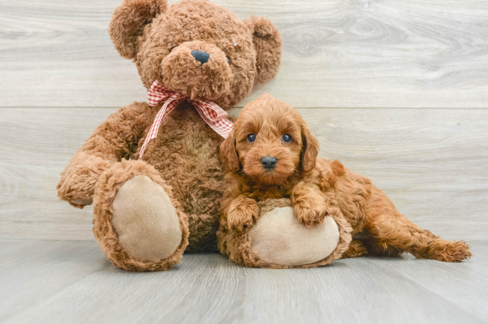 6 week old Mini Goldendoodle Puppy For Sale - Simply Southern Pups