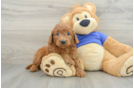 Mini Goldendoodle Puppy for Adoption