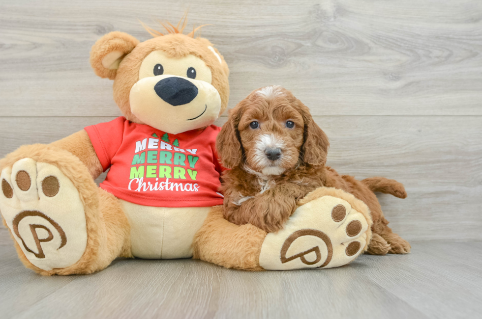 5 week old Mini Goldendoodle Puppy For Sale - Simply Southern Pups