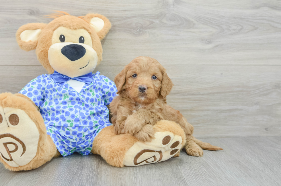 6 week old Mini Goldendoodle Puppy For Sale - Simply Southern Pups