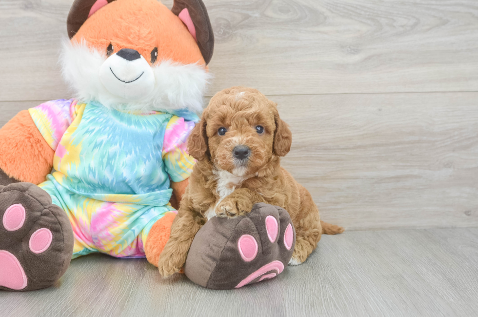 5 week old Mini Goldendoodle Puppy For Sale - Simply Southern Pups