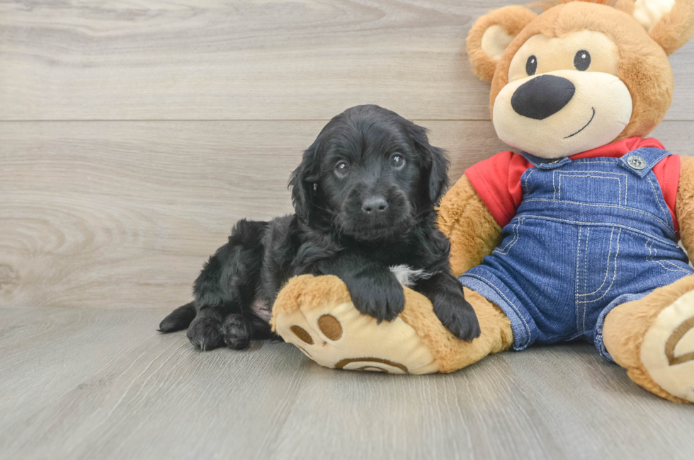 5 week old Mini Goldendoodle Puppy For Sale - Simply Southern Pups