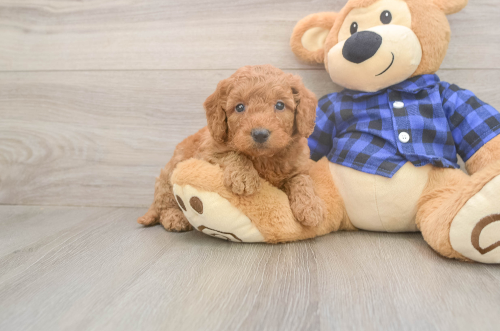 5 week old Mini Goldendoodle Puppy For Sale - Simply Southern Pups