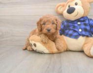 6 week old Mini Goldendoodle Puppy For Sale - Simply Southern Pups 6 week old Mini Goldendoodle Puppy For Sale - Simply Southern Pups