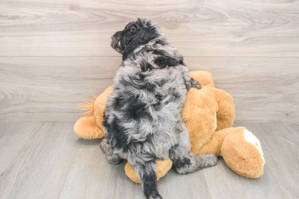 Mini Goldendoodle Puppy for Adoption