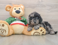 6 week old Mini Goldendoodle Puppy For Sale - Simply Southern Pups