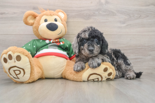 Smart Mini Goldendoodle Poodle Mix Pup