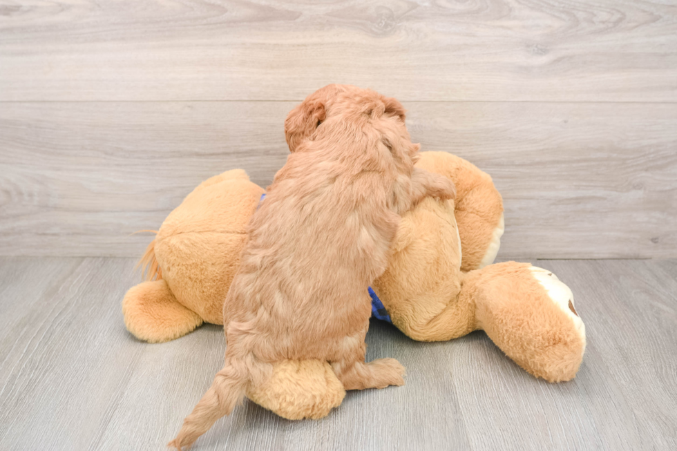 Mini Goldendoodle Puppy for Adoption