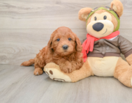6 week old Mini Goldendoodle Puppy For Sale - Simply Southern Pups