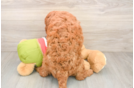 Small Mini Goldendoodle Baby