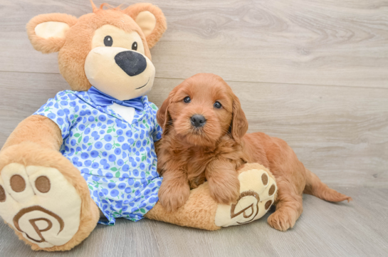 Cute Mini Goldendoodle Baby
