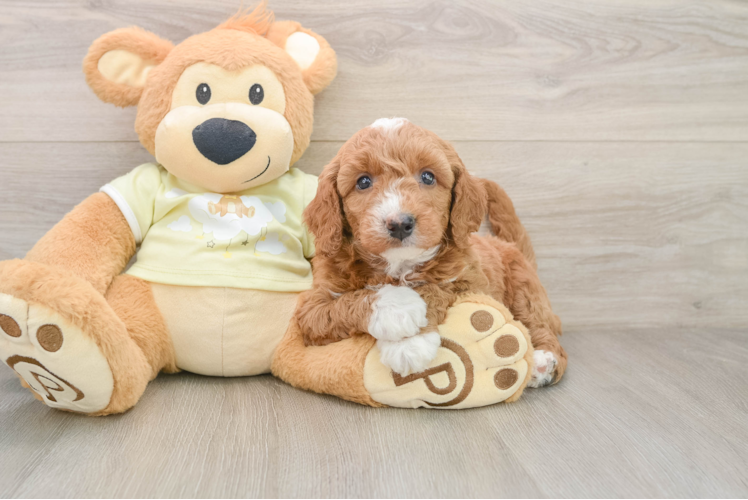 Happy Mini Goldendoodle Baby