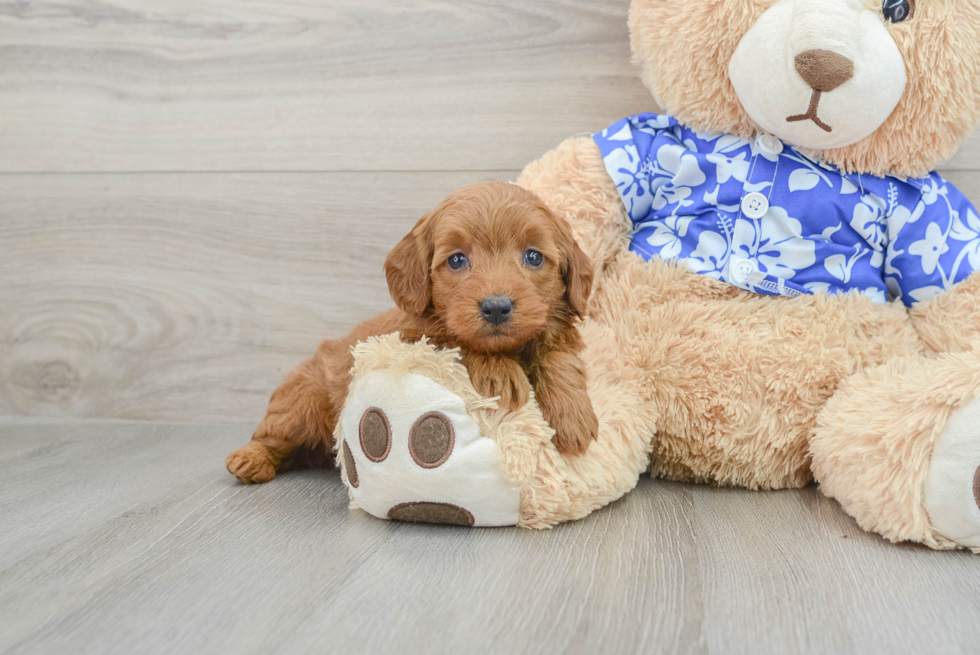 Friendly Mini Goldendoodle Baby